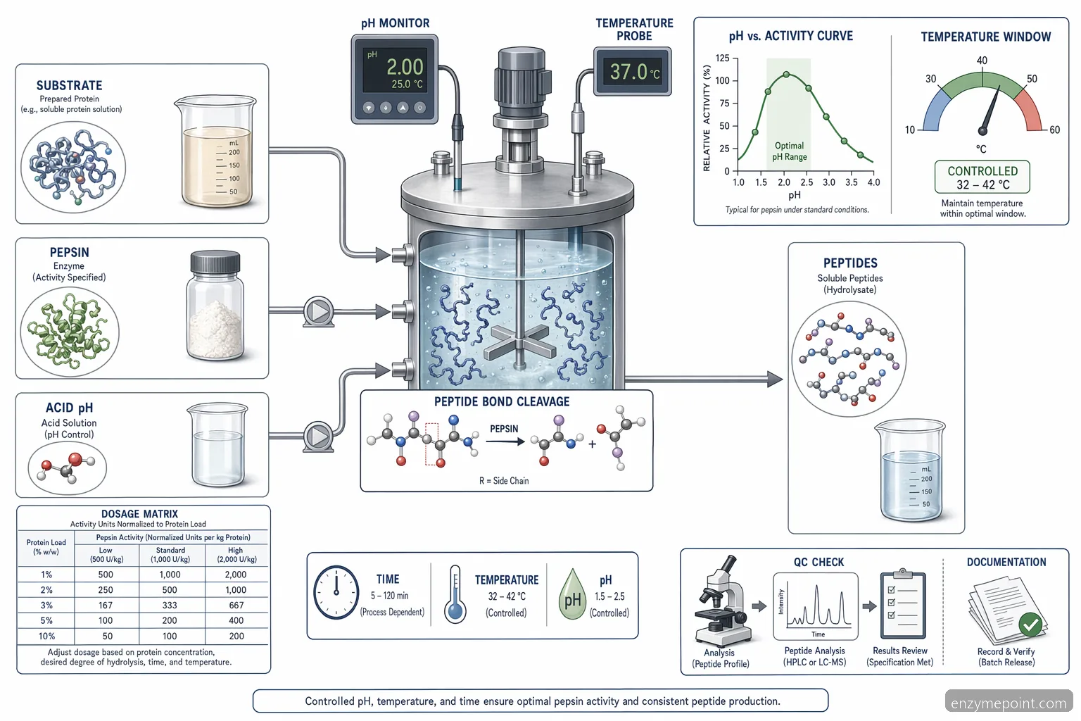 pepsin for protein hydrolysis dozavimo, pH ir temperatūros schema, rodanti rūgštinį fermento veikimą ir peptidų išsiskyrimą