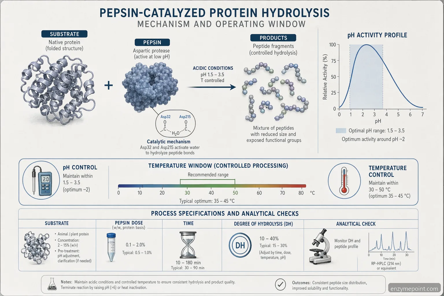 the enzyme pepsin hydrolysis proceso schema rodo baltymų skaidymą, rūgštaus pH aktyvumą, temperatūrą ir QC patikras