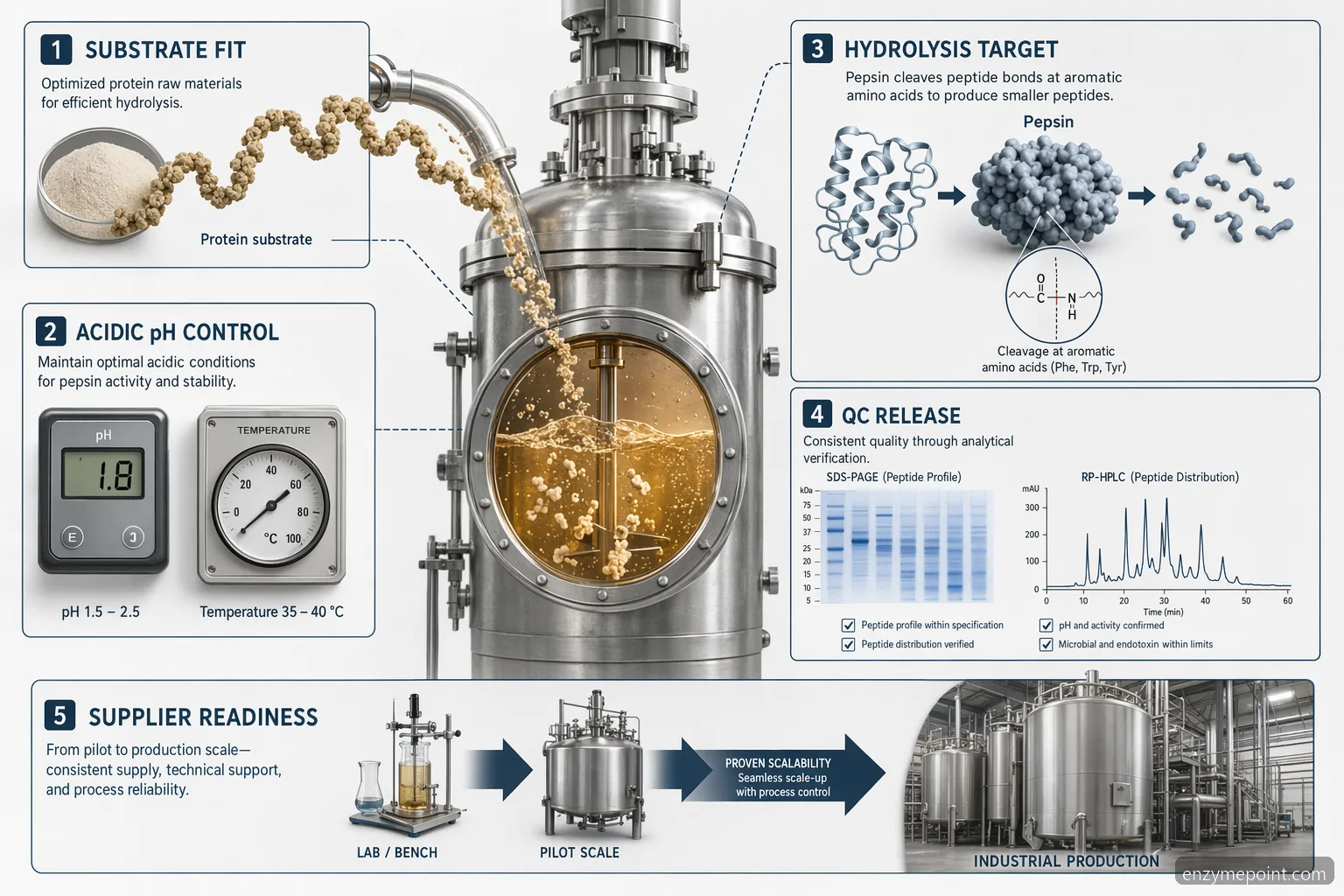 the enzyme pepsin hydrolysis pramoninio baltymų apdorojimo infografikas rodo pH kontrolę, QC, mastelio didinimą ir tiekėjus